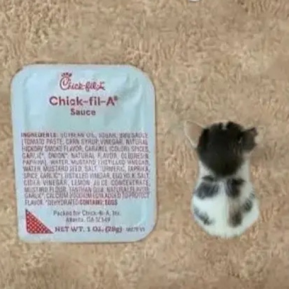 CYBER MONDAY CLEAR OUT - Picture 1 of 1